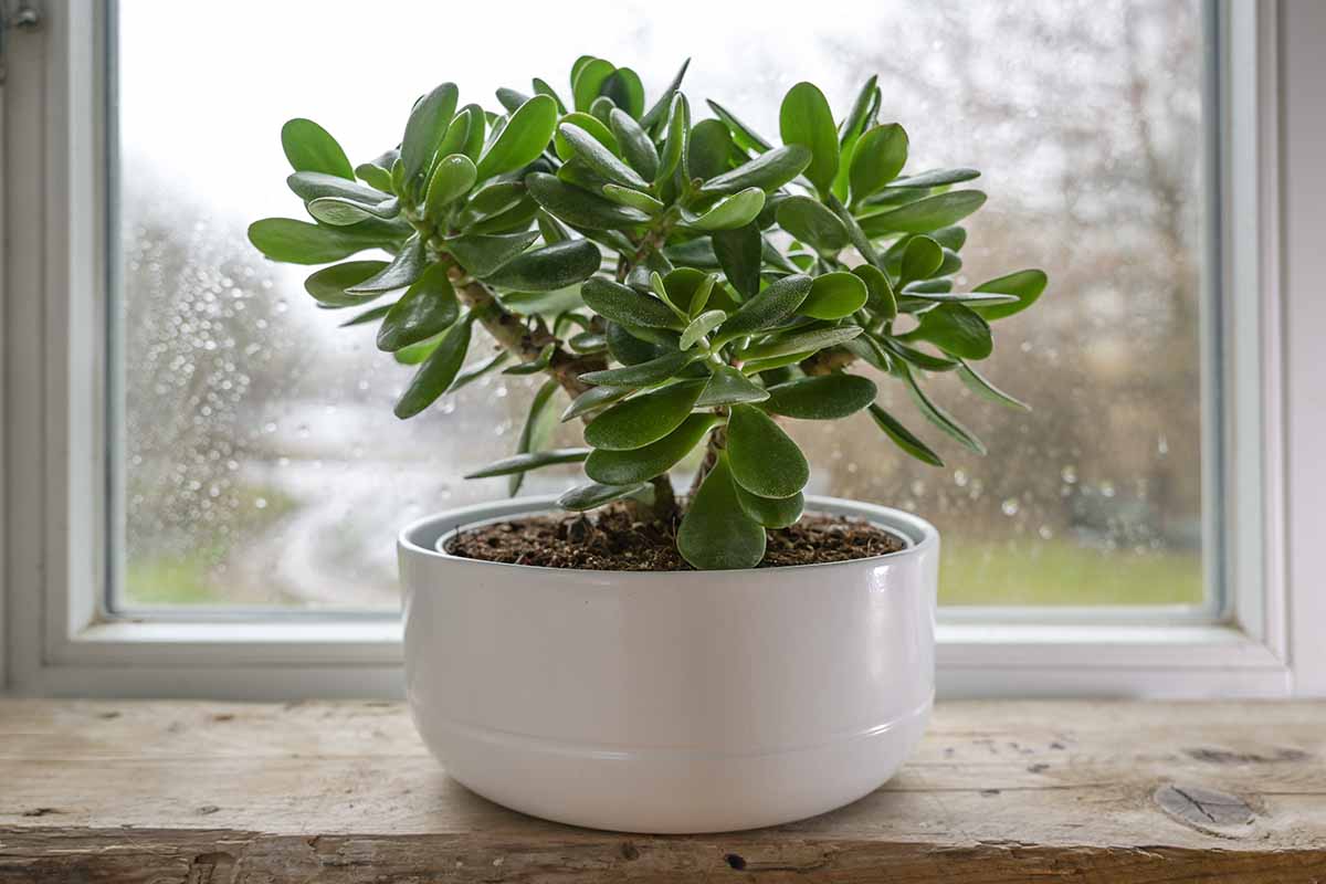 How to grow Jade Plants