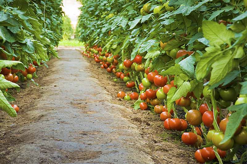 Growing Indeterminate Tomatoes