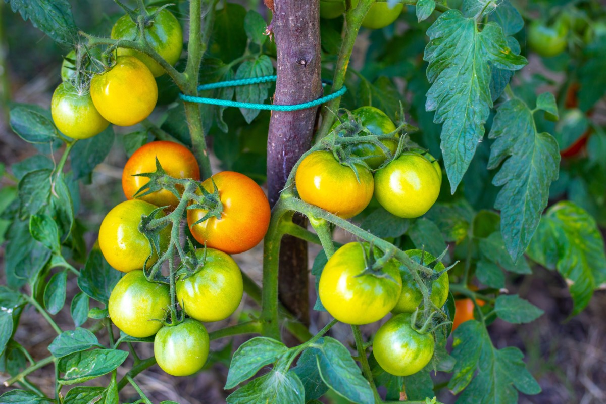 Growing Determinate Tomatoes