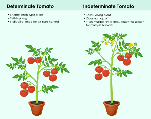 Indeterminate Vs Determinate Tomato